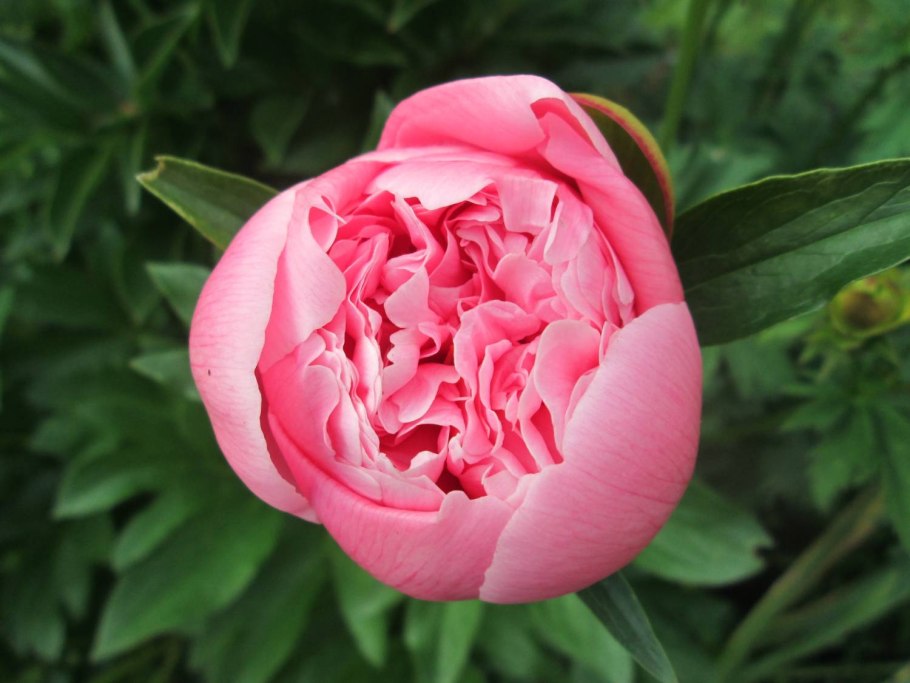 Пион Вильгельмина