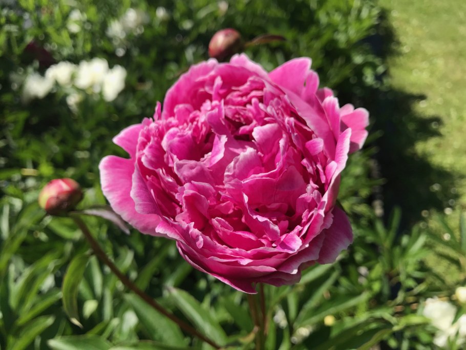 Пион sister Margaret