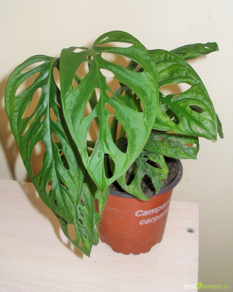 Монстера Фридрихшталя