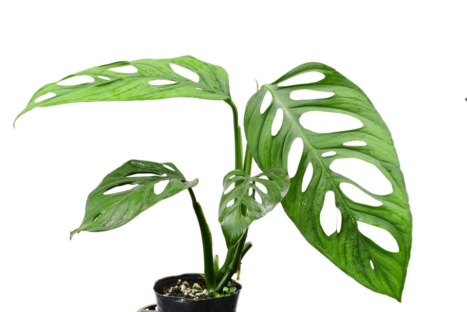 Монстера Адансона adansonii