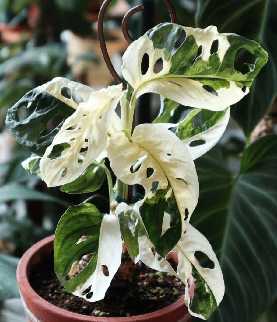 Монстера Адансона Monstera adansonii