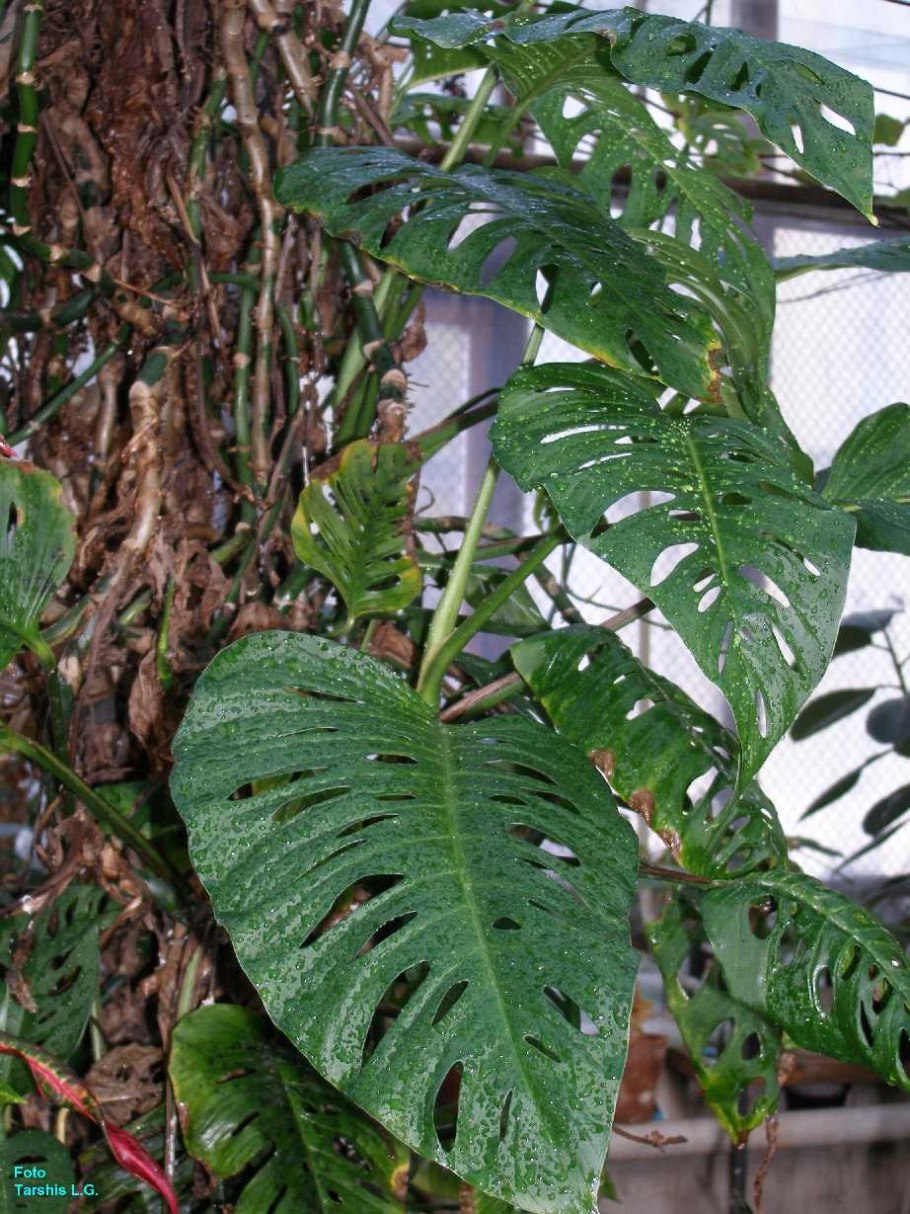 Монстера Карвинского