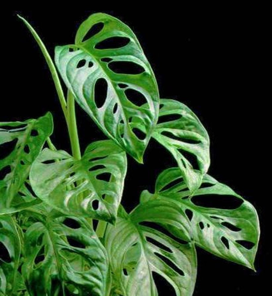 Монстер синий