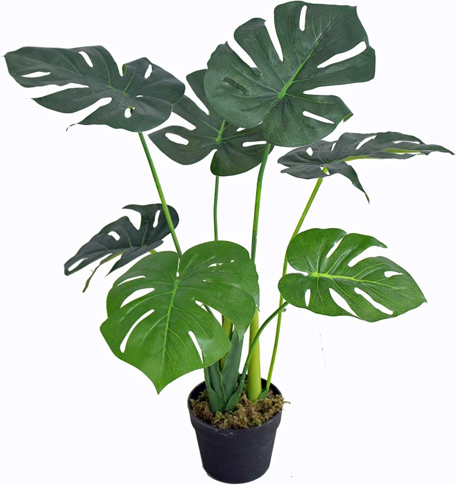 Монстера Адансона обликва