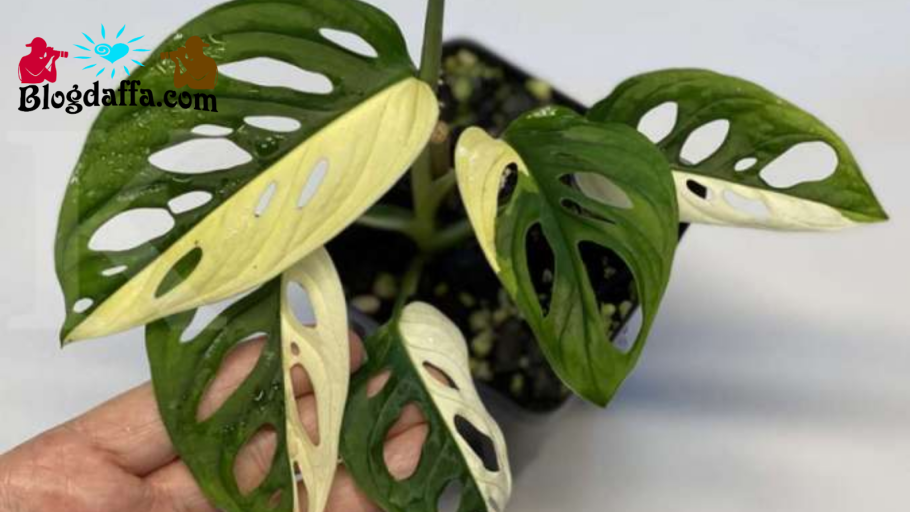 Монстера деликатесная (Monstera deliciosa)