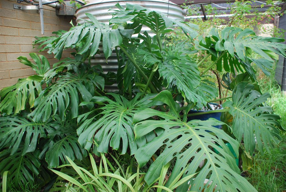 Монстера Адансона "Archipelago