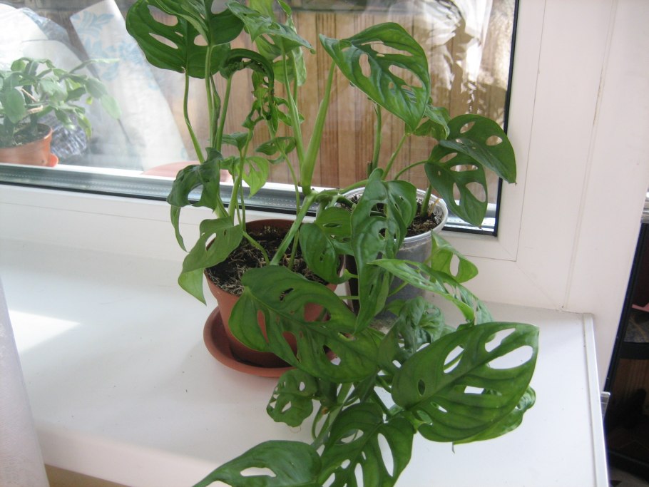 Монстера obliqua (Monstera)