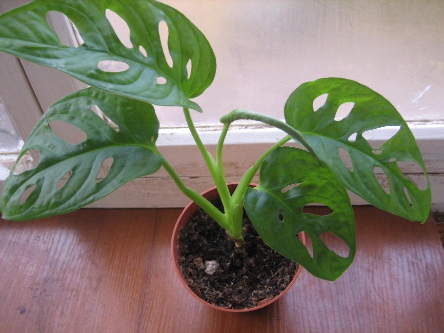 Монстера half Moon