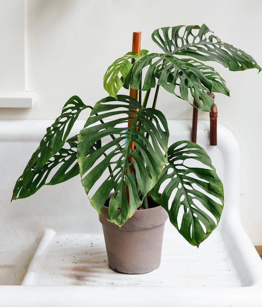 Монстера Адансона Monstera adansonii