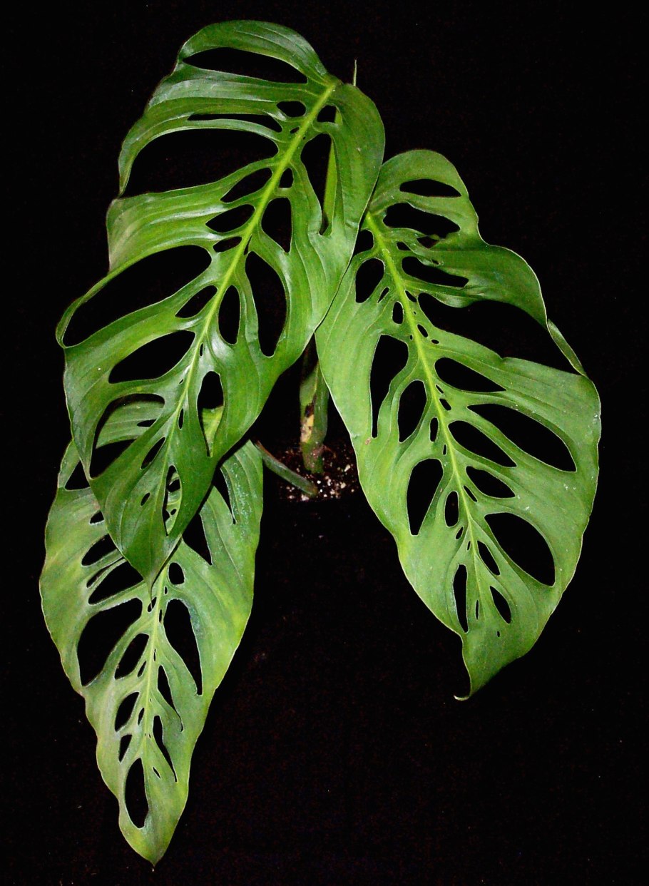 Monstera adansonii