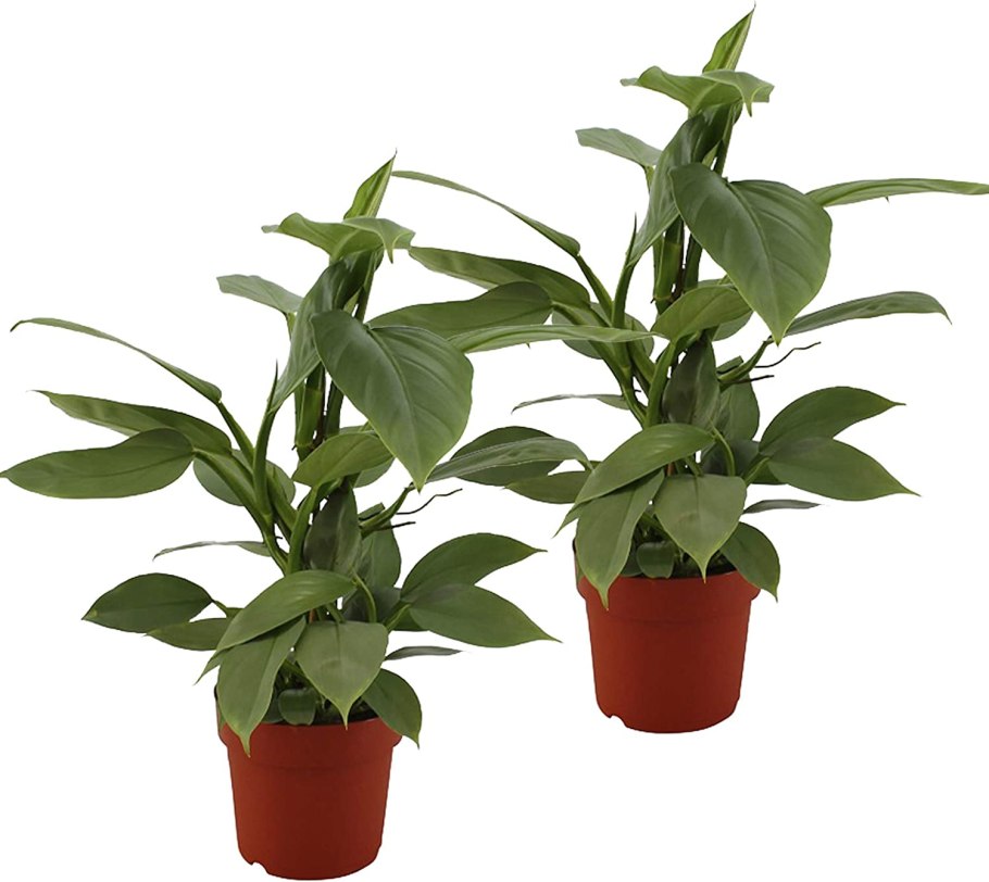 Филодендрон Конго эпл