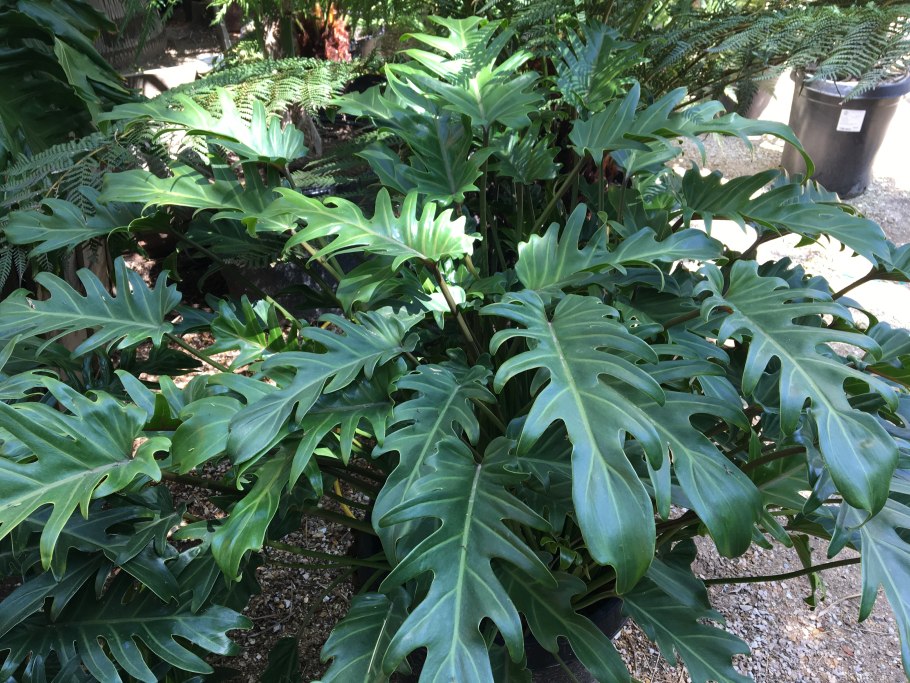 Philodendron Mayoi