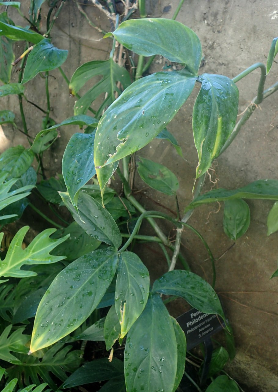 Себу Блю Филодендрон