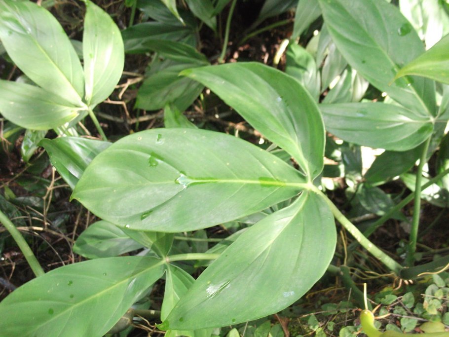 Tripartitum Филодендрон Philodendron