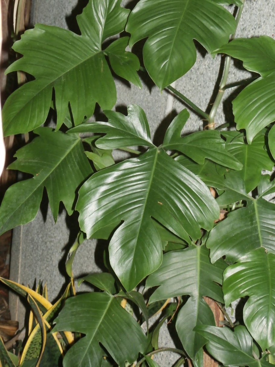 Филодендрон Педатум