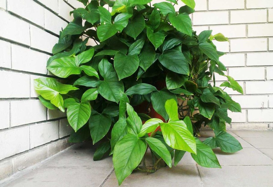 Филодендрон люпинум