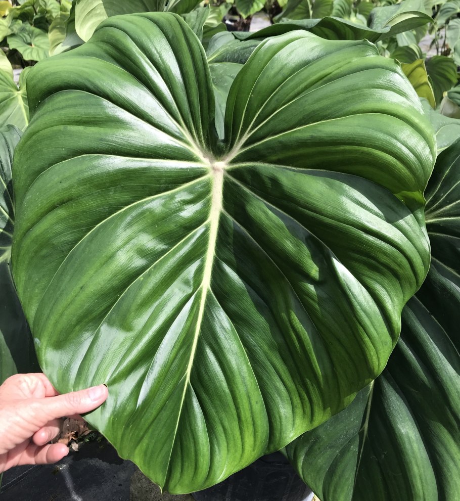 Филодендрон мачете