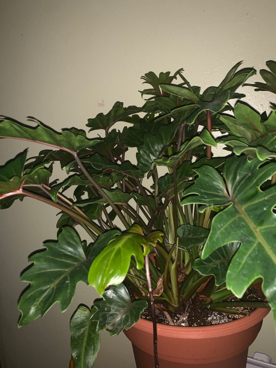 Филодендрон бипиннатифидум 15/60