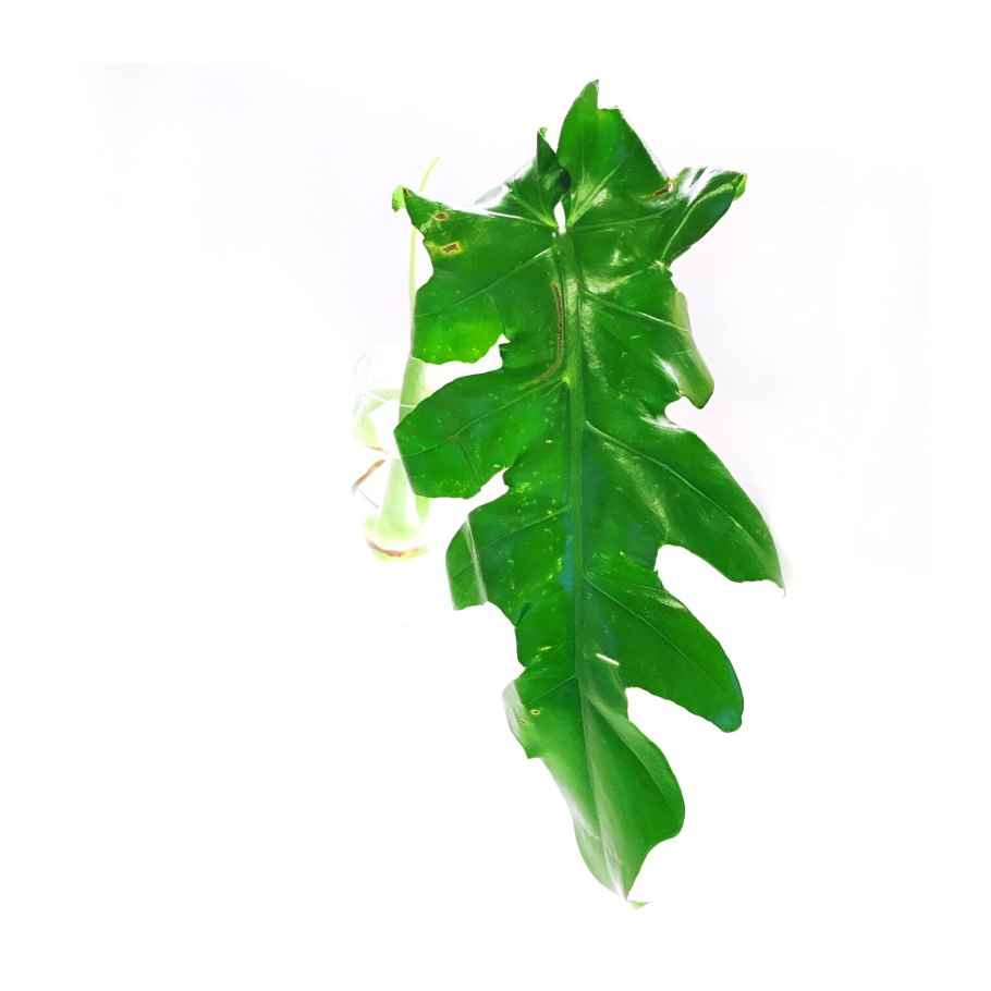 Филодендрон erubescens