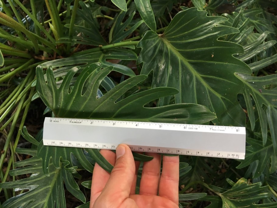 Комнатное растение филодендрон