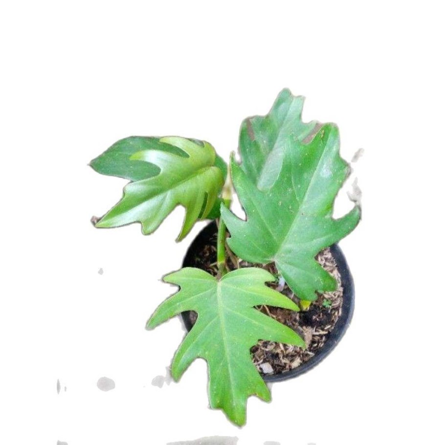 Филодендрон Mayoi