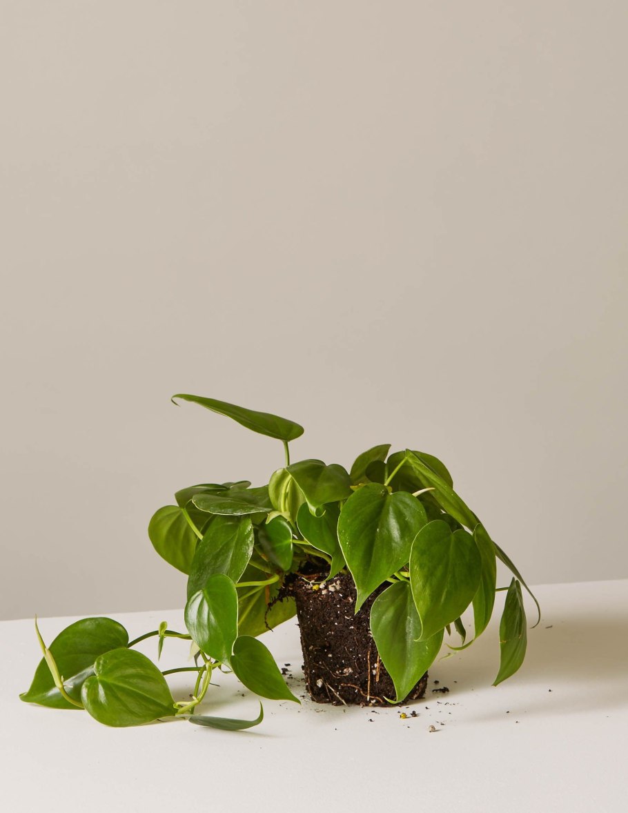 Philodendron hederaceum