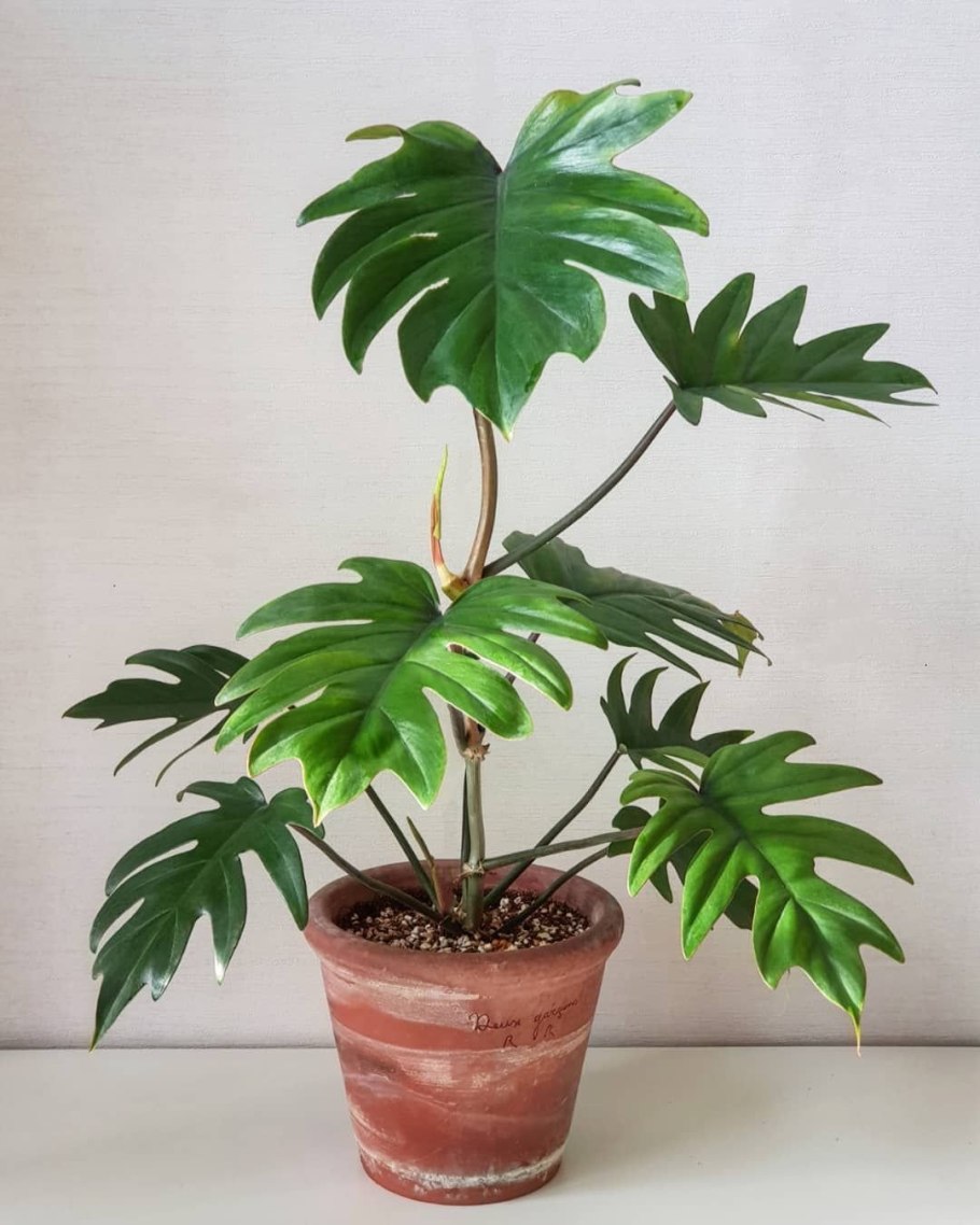 Paper Gold Black Philodendron