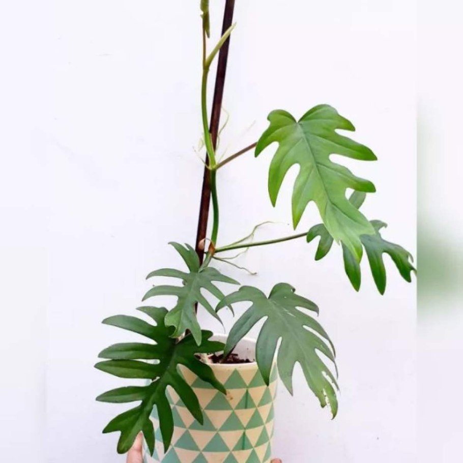 Филодендрон Снежная Королева