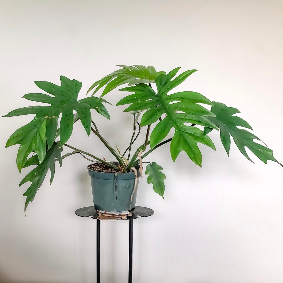 Филодендрон Silver Sword