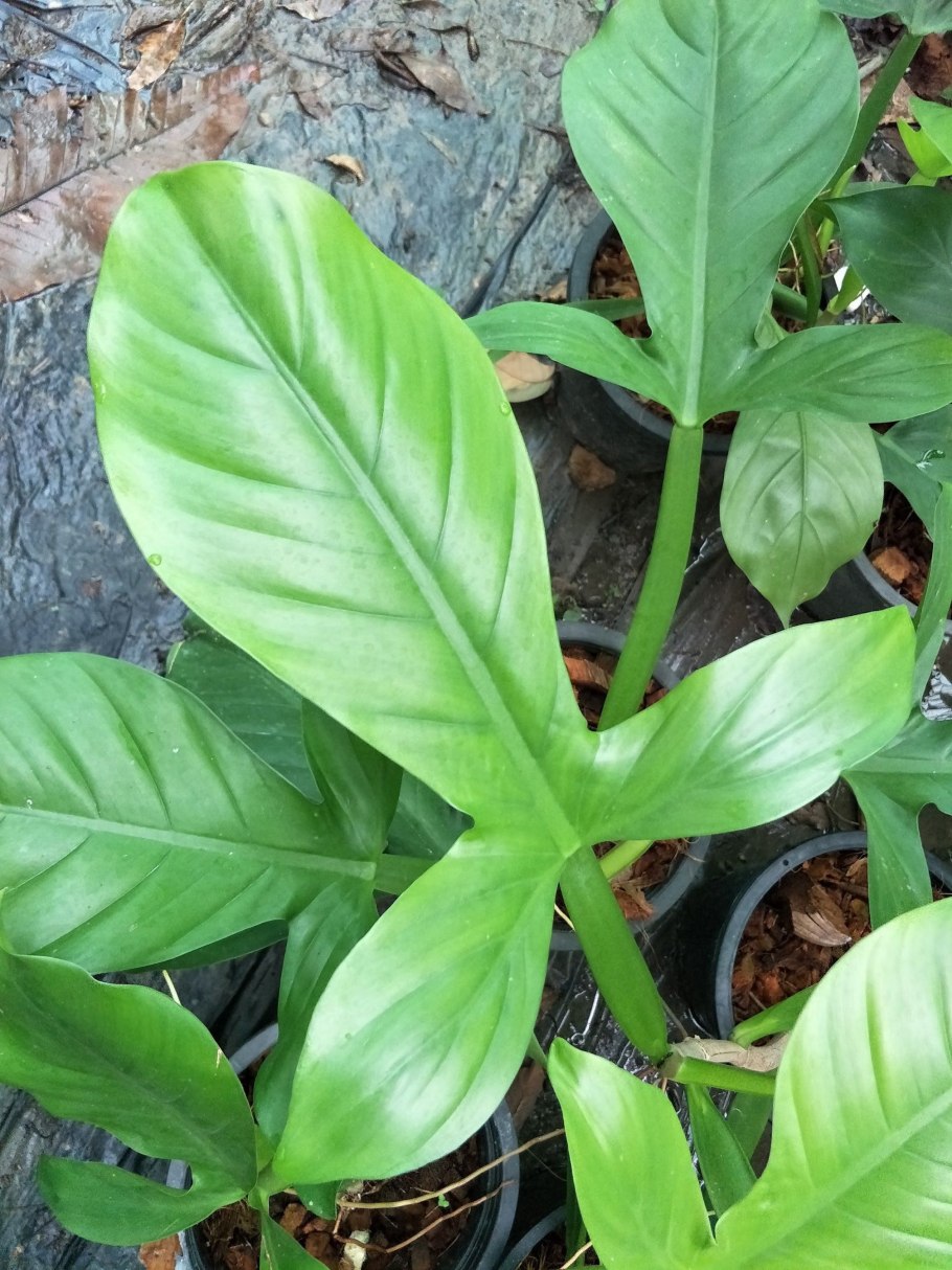 Филодендрон двоякоперистый