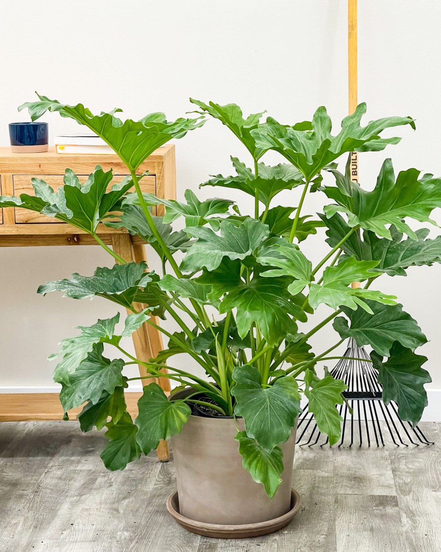 Монстера Минима Рафидофора