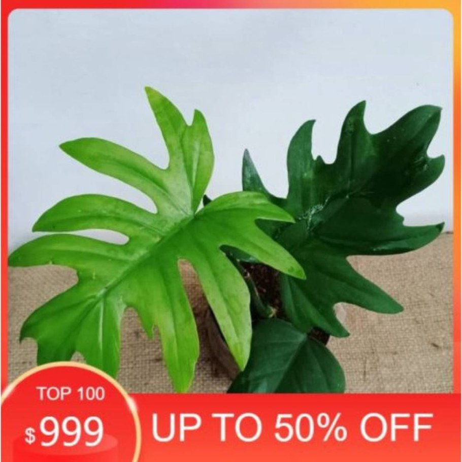 Филодендрон erubescens Grey