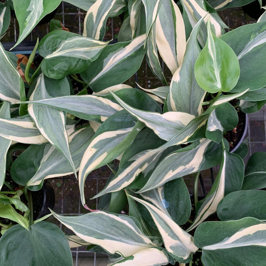 Сильвер квин филодендрон