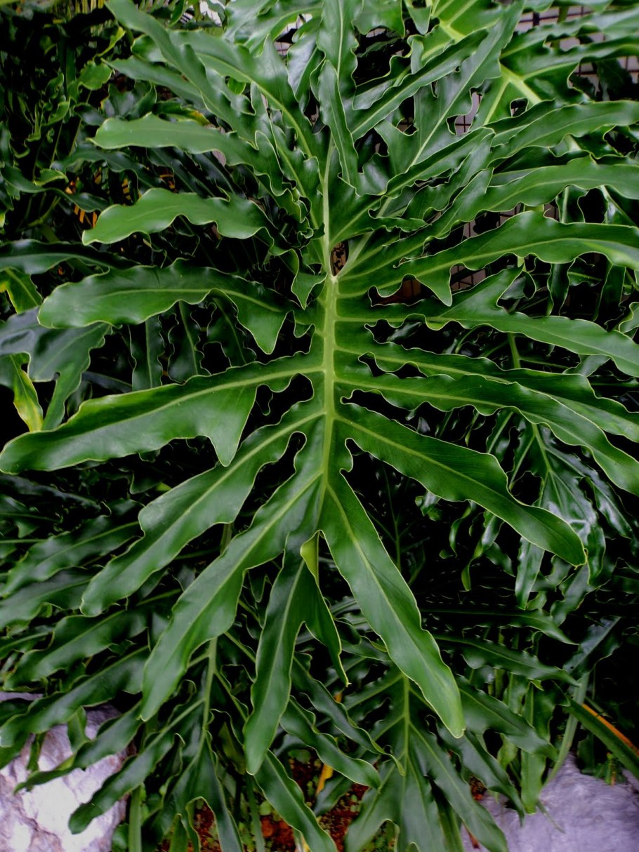 Philodendron melanochrysum x verrucosum ' Splendid '