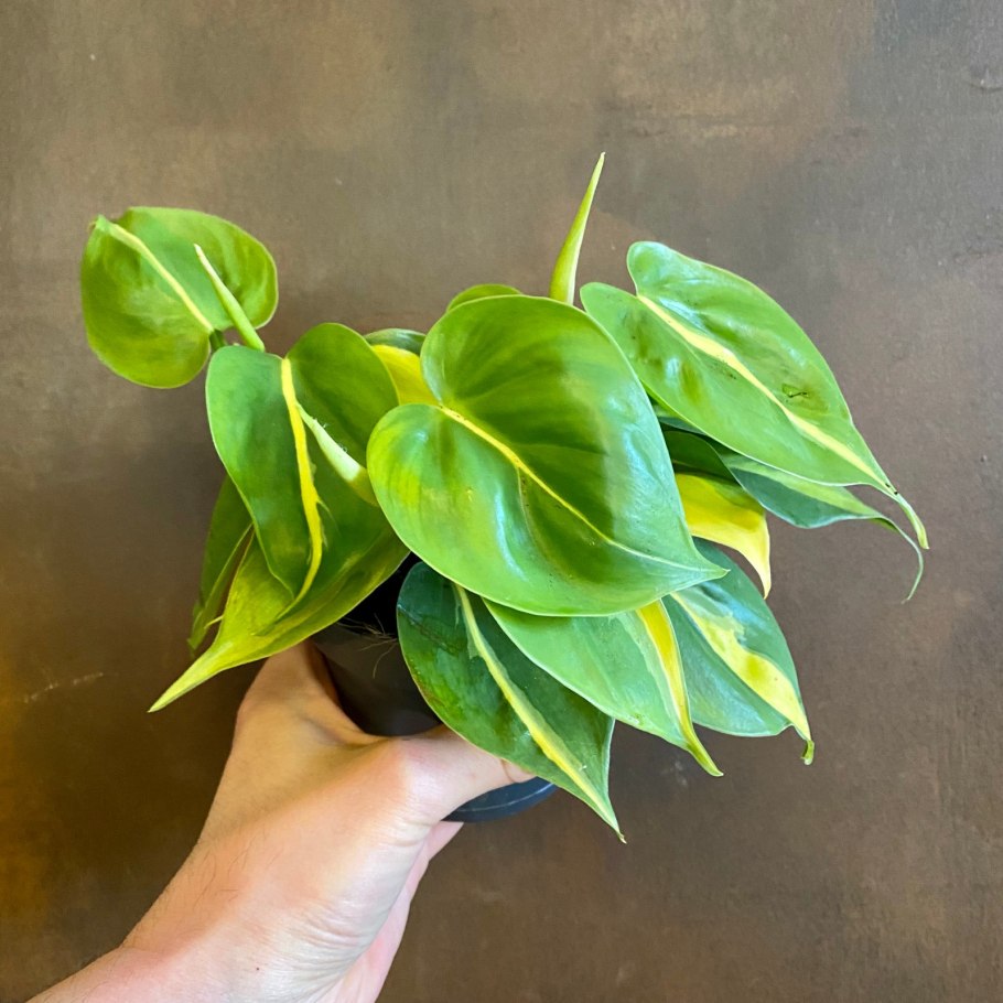 Филодендрон люпинум Philodendron Lupinum