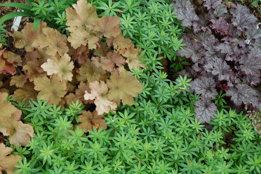 Почвопокровные тенелюбивые растения