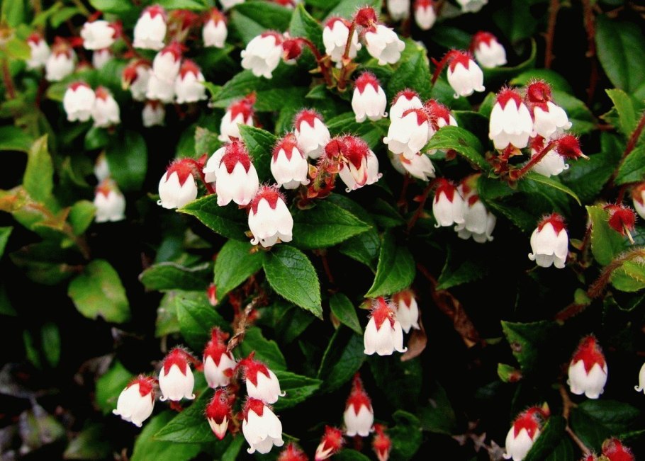 Гаультерия цветок