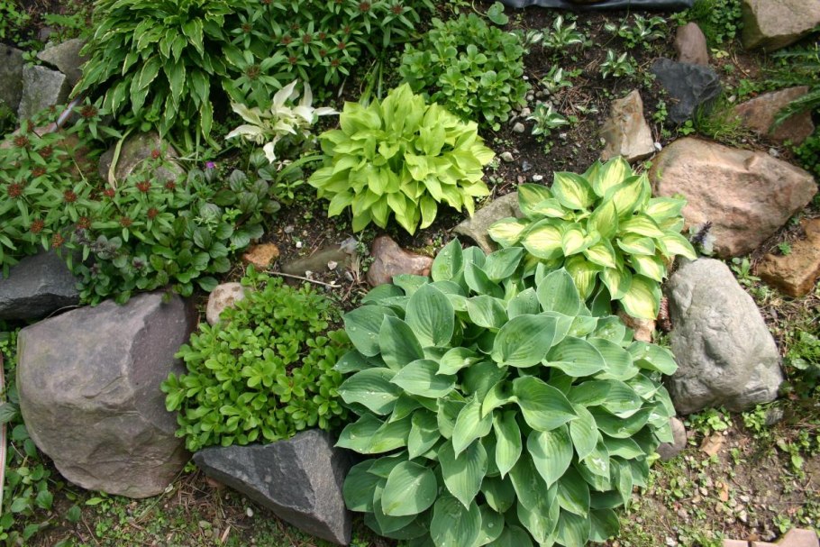 Хоста бордюрная