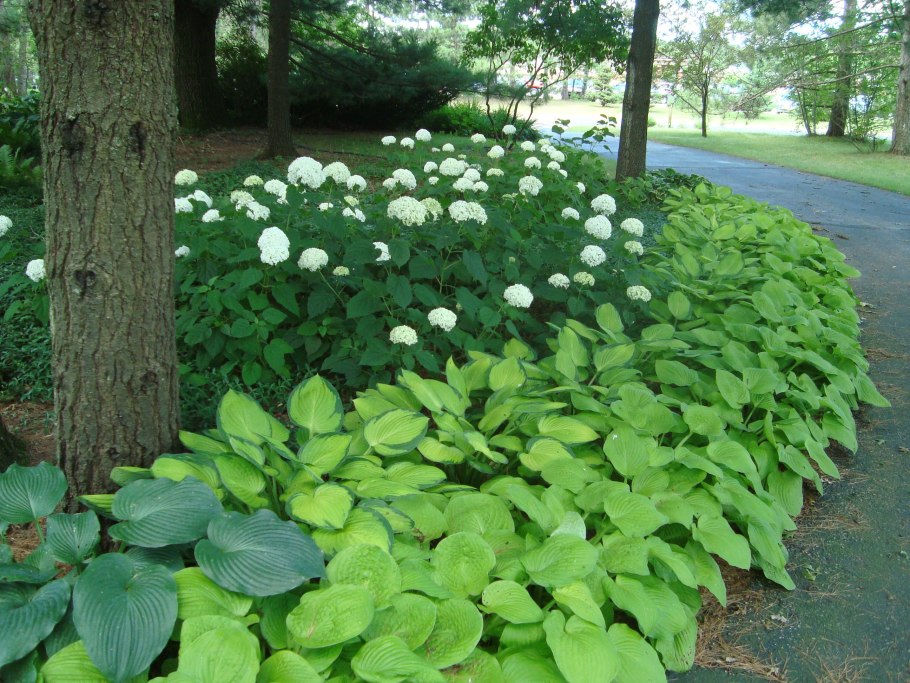 Хоста подорожниковая Живая изгородь