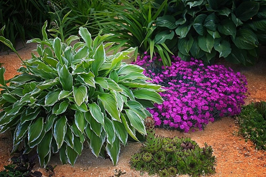 Хоста на клумбе