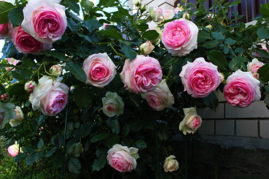 Роза плетистая Пьер де Ронсар