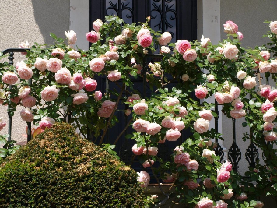 Роза «Пьер де Ронсар» (Эден Роуз)