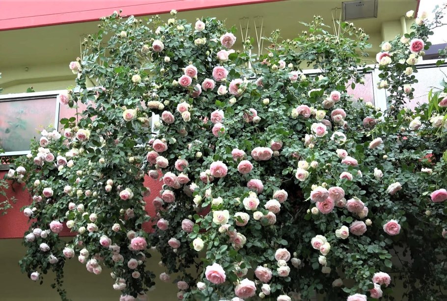 Сорт розы Пьер де Ронсар