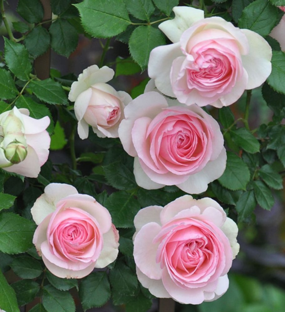 Роза плетистая Пьер де Ронсар