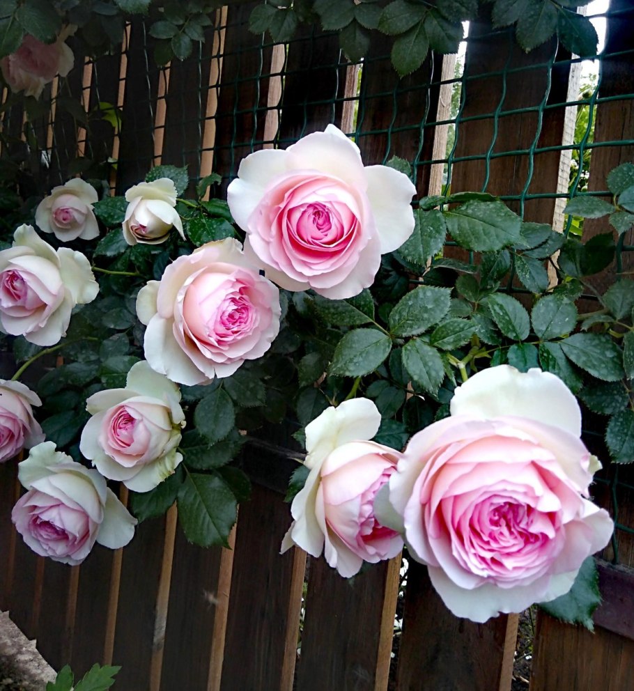 Роза плетистая Пьер де Ронсар