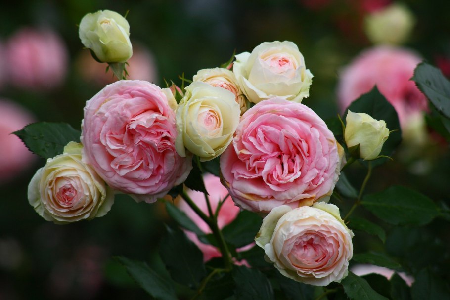 Роза плетистая Пьер де Ронсар