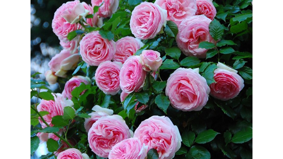 Роза плетистая Пьер де Ронсар