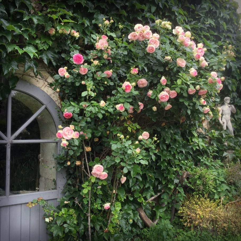 Роза жасмина и Пьер де Ронсар