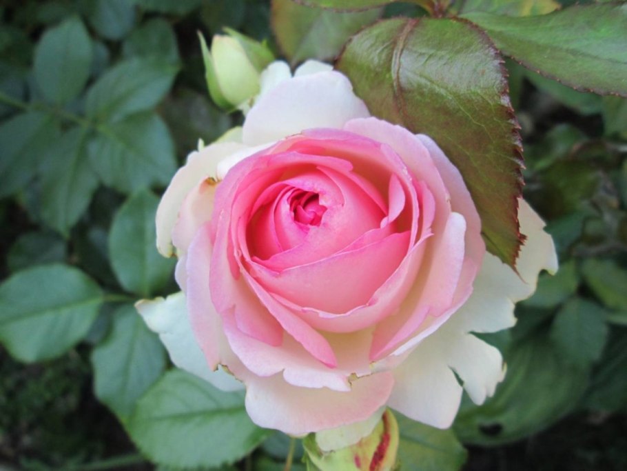 Розы плетистые Пьер де