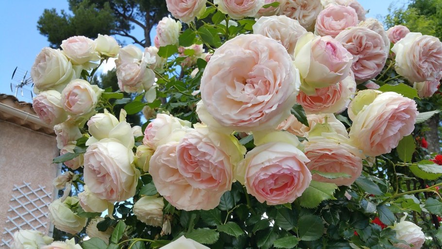 Сорт розы пьер де ронсар